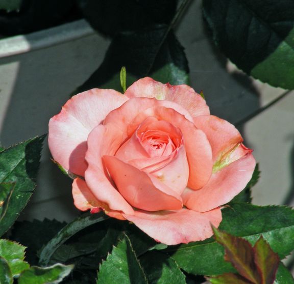 Renata photo ren2013_06140033_zpsc8e573b5.jpg